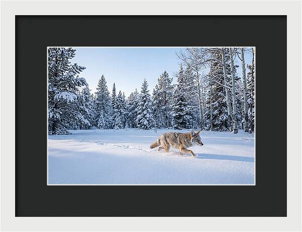 Coyote Walking Through Snow