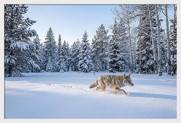 Coyote Walking Through Snow