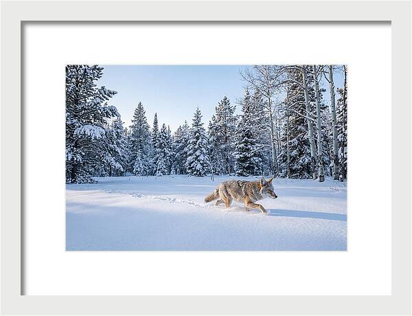 Coyote Walking Through Snow