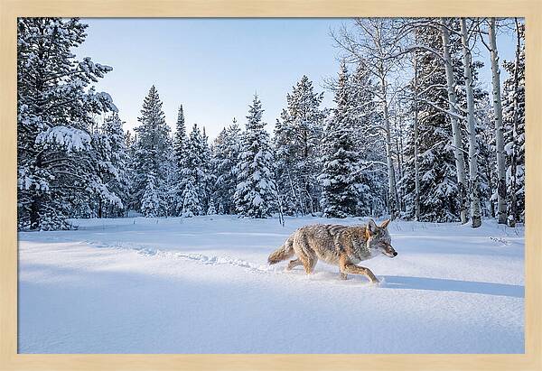 Coyote Walking Through Snow