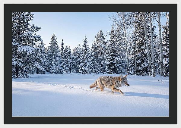 Coyote Walking Through Snow