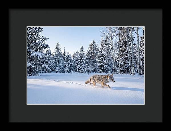 Coyote Walking Through Snow