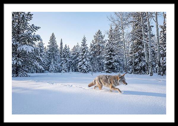 Coyote Art