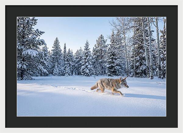Coyote Walking Through Snow