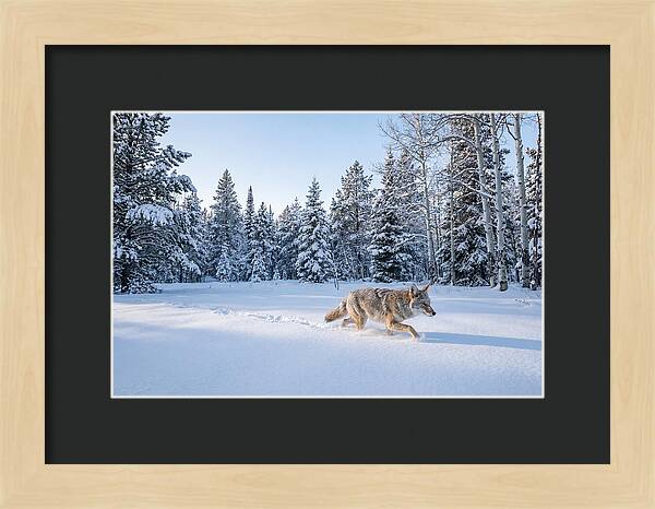 Coyote Walking Through Snow