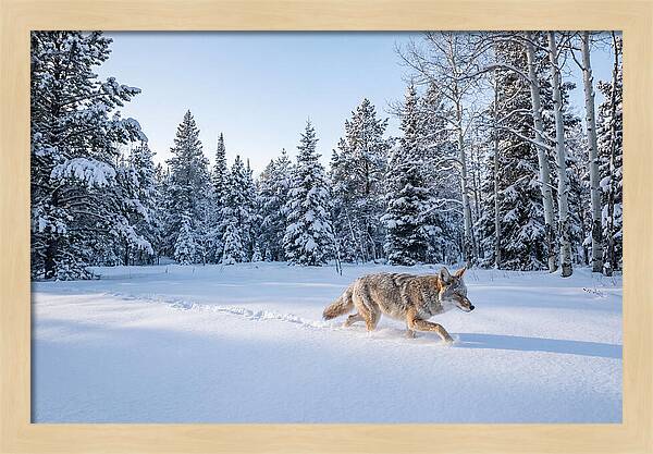 Coyote Walking Through Snow