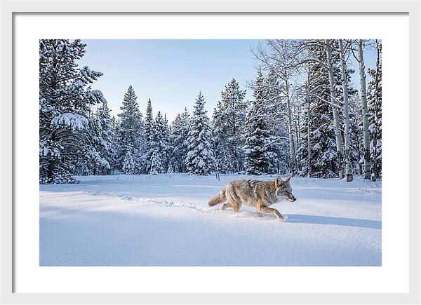 Coyote Walking Through Snow
