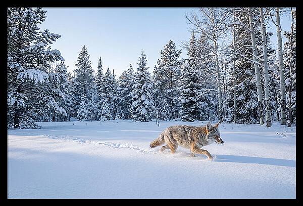 Coyote Walking Through Snow