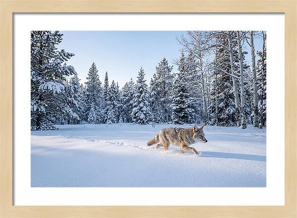 Coyote Walking Through Snow