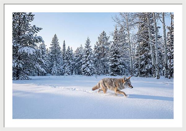 Coyote Walking Through Snow