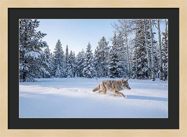 Coyote Walking Through Snow