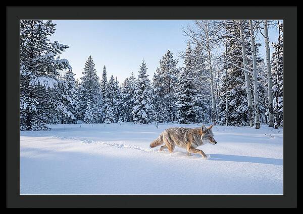 Coyote Walking Through Snow