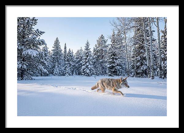 Coyote Walking Through Snow