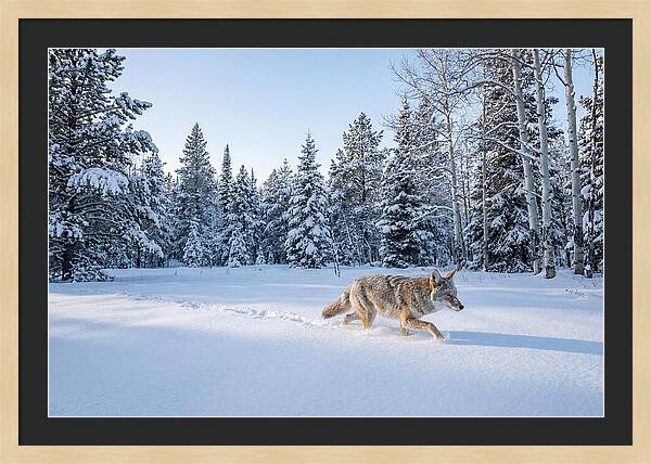 Coyote Walking Through Snow
