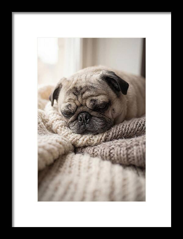 Cozy Pug Dreams