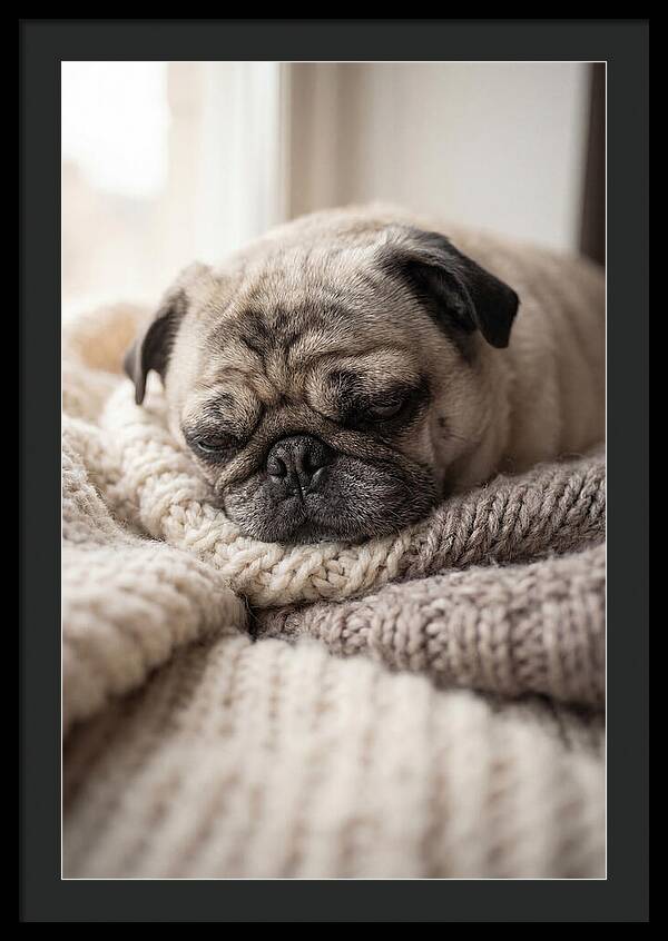 Cozy Pug Dreams