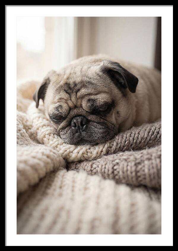 Cozy Pug Dreams