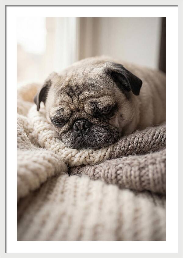 Cozy Pug Dreams