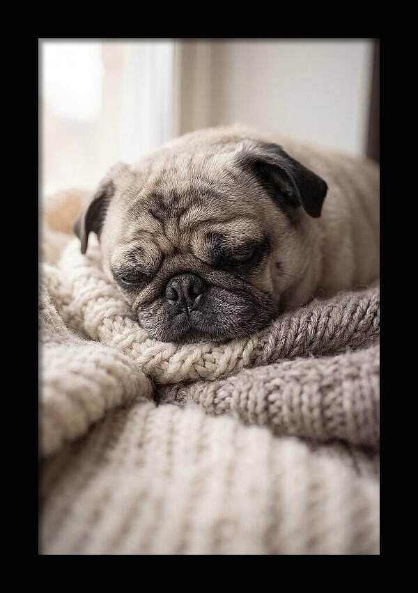 Cozy Pug Dreams