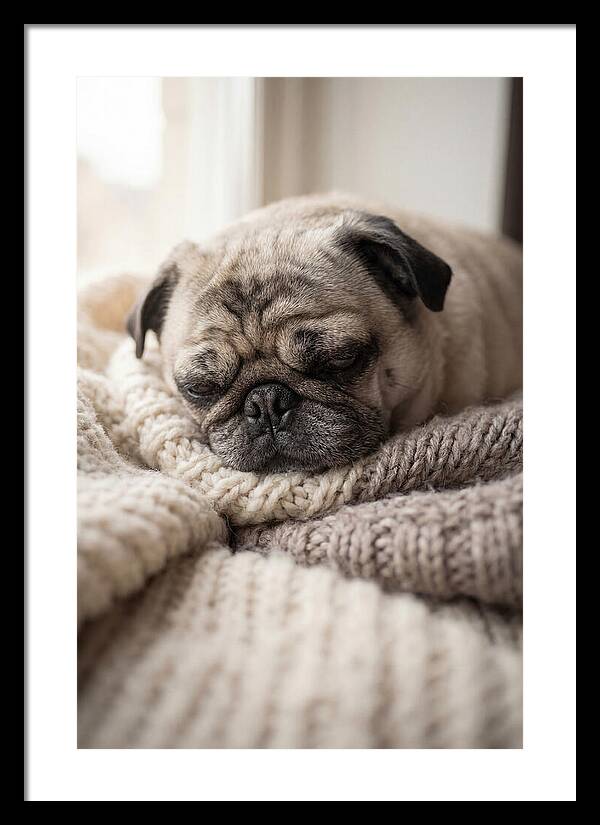 Cozy Pug Dreams
