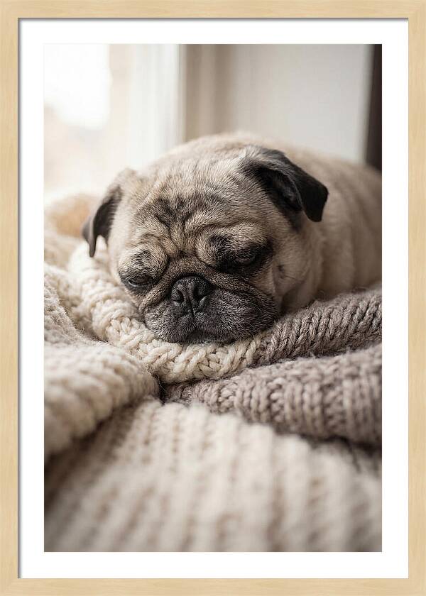 Cozy Pug Dreams