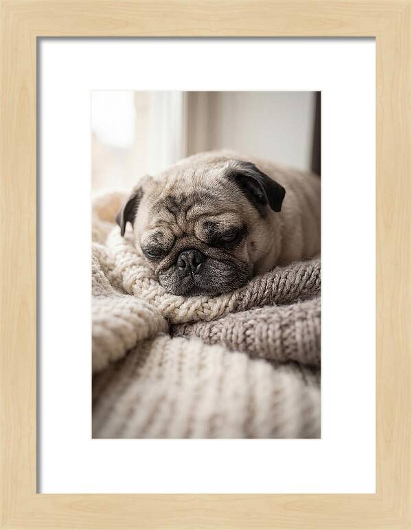 Cozy Pug Dreams