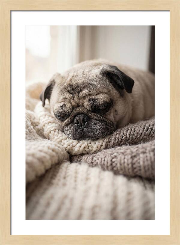 Cozy Pug Dreams