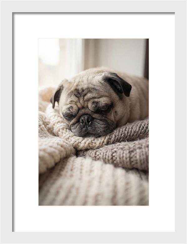 Cozy Pug Dreams
