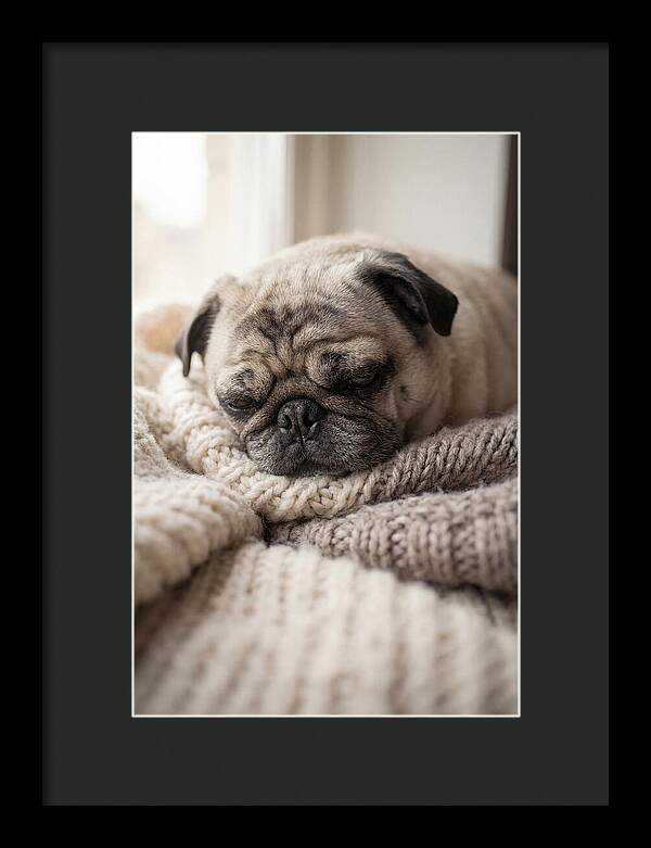 Cozy Pug Dreams