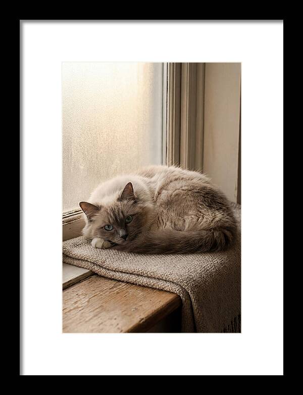 Cozy Ragdoll Cat Relaxing