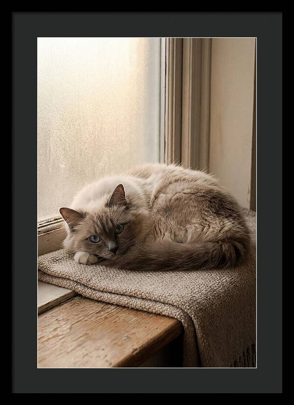 Cozy Ragdoll Cat Relaxing