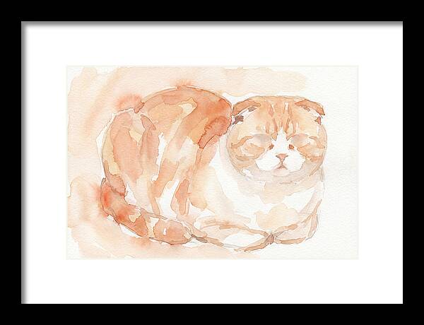 Cozy Scottish Fold Cat