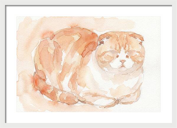 Cozy Scottish Fold Cat