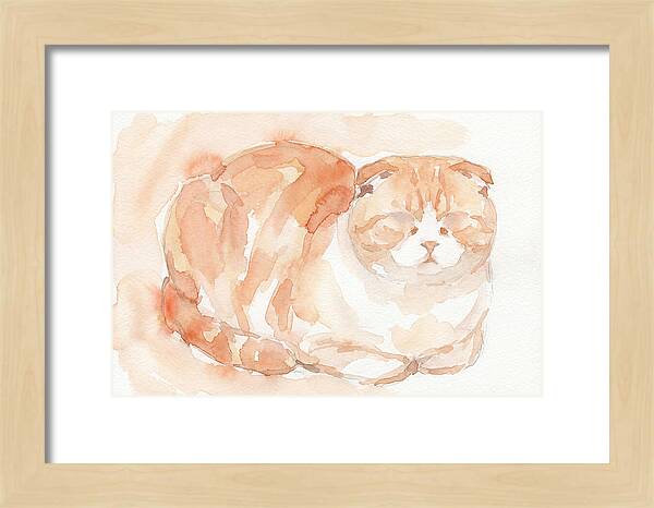 Cozy Scottish Fold Cat