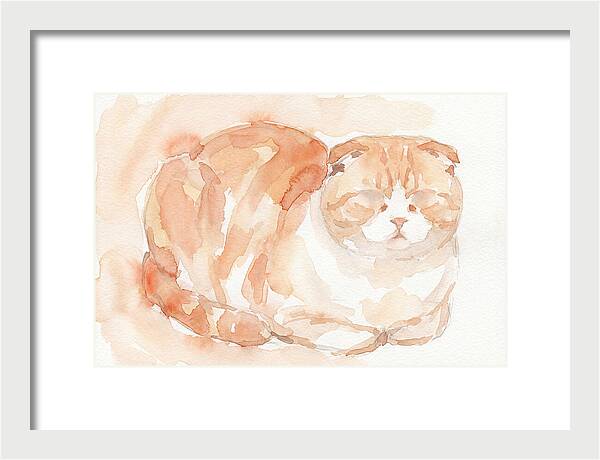 Cozy Scottish Fold Cat