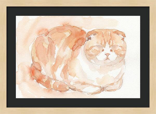 Cozy Scottish Fold Cat