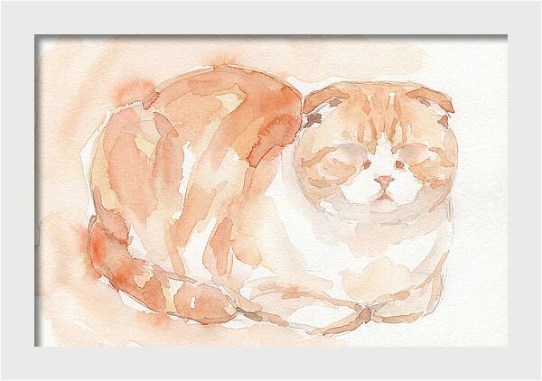 Cozy Scottish Fold Cat