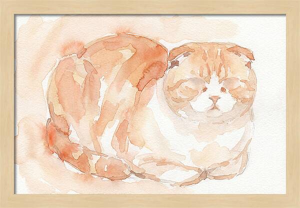 Cozy Scottish Fold Cat