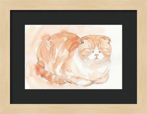 Cozy Scottish Fold Cat