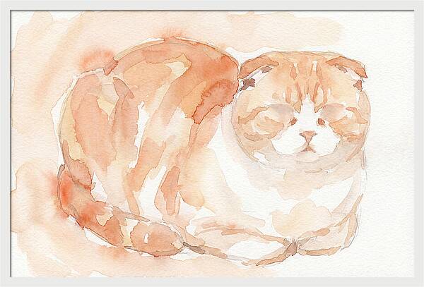 Cozy Scottish Fold Cat