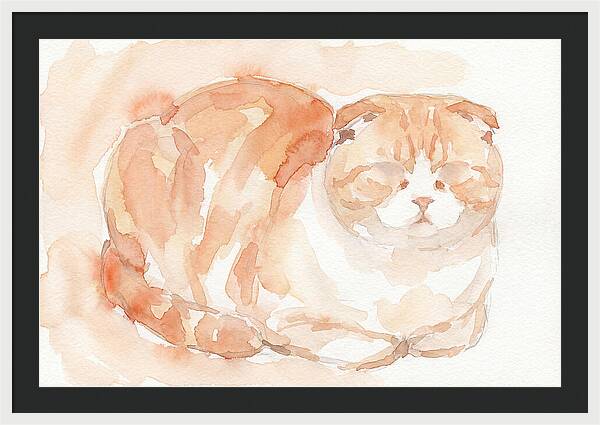 Cozy Scottish Fold Cat