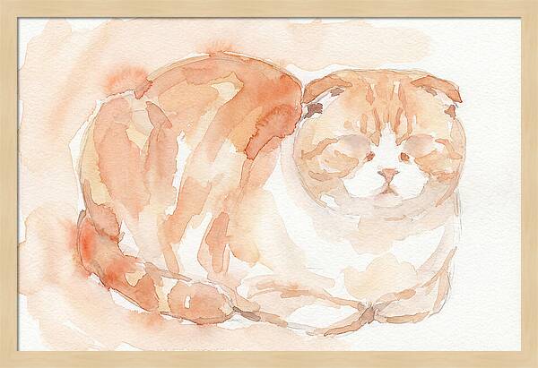 Cozy Scottish Fold Cat