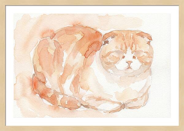 Cozy Scottish Fold Cat