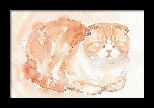 Cozy Scottish Fold Cat