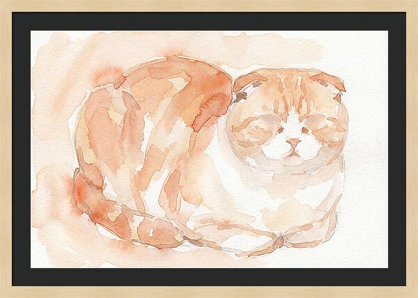 Cozy Scottish Fold Cat