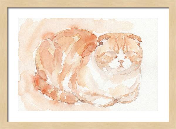 Cozy Scottish Fold Cat