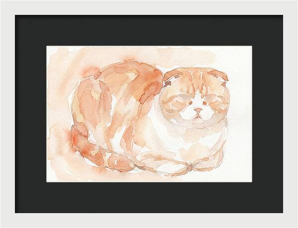 Cozy Scottish Fold Cat