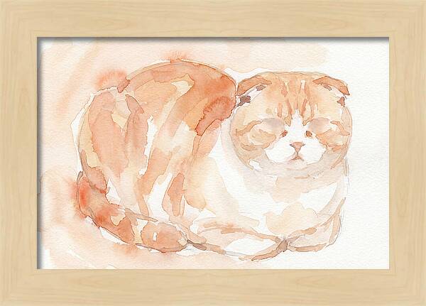 Cozy Scottish Fold Cat