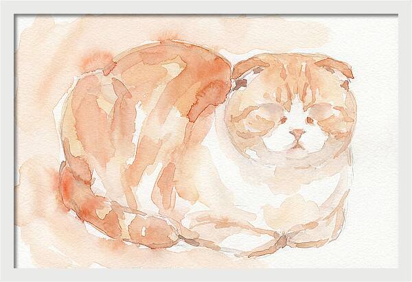 Cozy Scottish Fold Cat