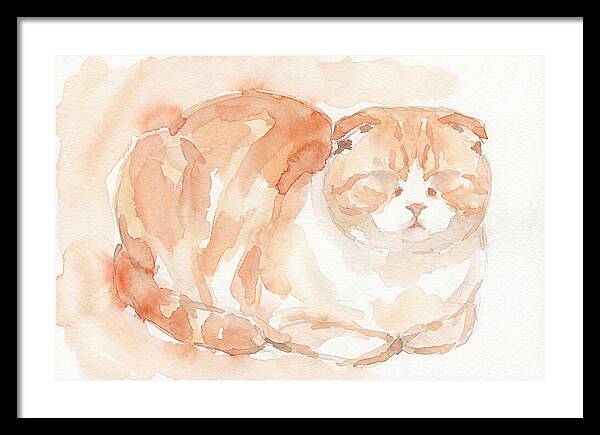 Cozy Scottish Fold Cat